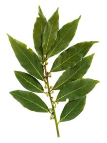 BAY LEAVES