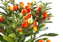withania somnifera