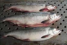  Whole  sale  salmon  from china supplier