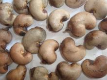 Raw Cashew Nut in Shell