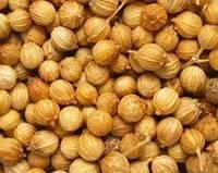 Coriander seed