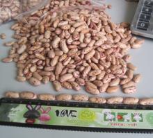 Light Speckled Kidney Beans / Round /Long /American Type