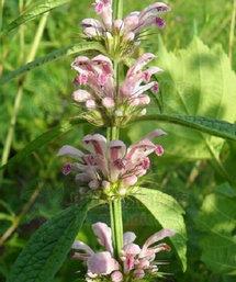 motherwort herb