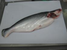 Whole Round Pangasius - Gut Off