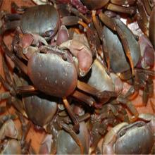wholesale King Crab from china