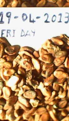 cocoa beans