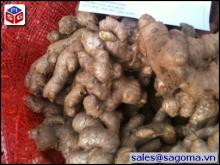FRESH GINGER NEW CROP