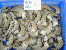 Frozen Raw Hlso Black Tiger Shrimp