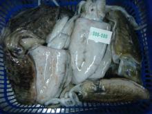 Cuttle Fish