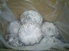 Frozen Octopus Vulgaris