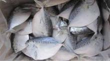 Frozen Moon Fish 150-200g