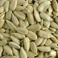 Sunflower Seeds and Kernels