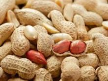 Roasted and Salted Peanut Kernels