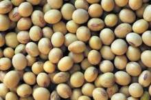 soybeans