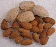 Natural Bitter almond seed p.e