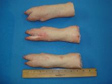 Quality Frozen Pork Feet Front and Hind