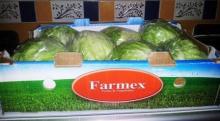  Fresh   Iceberg   Lettuce 