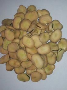 Broad Beans