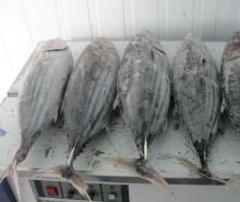  Frozen   Skipjack  and  Yellowfin  Tuna Fish
