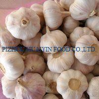 normal white garlic