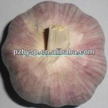 wholesale garlic