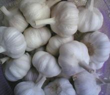 china garlic price 2013