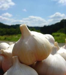 organic garlic price