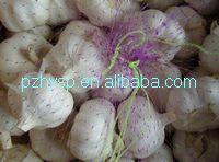 2013  garlic   price  in  China 