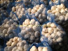 china 20kg mesh bag garlic price