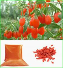 Goji Berry/Wolfberry Extract Powder