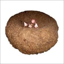  Elephant  Yam