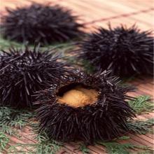 Fresh ice sea urchin made in china