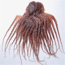 Fresh ice octopus with rich vitamin