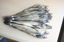 High quality with fresh ice walleye  pollack 