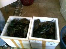 Live Mud Crabs