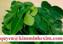 Fresh Lime Leaves