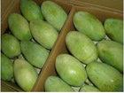 Fresh Fresh Mango