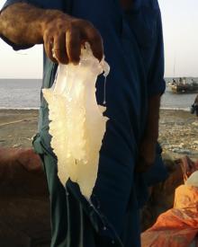 Salte JellyFish