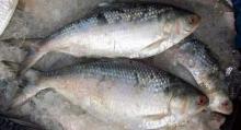 Premium grade fresh  frozen   hilsa   fish  available