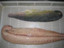 frozen  mahi   mahi  fillets