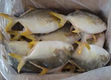 Frozen  golden   pompano / golden  pomfret