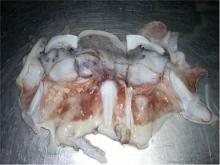 frozen giant squid neck/Dosidicus Gigas