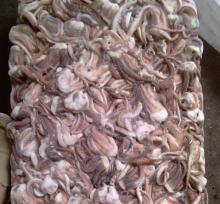 illex squid tentatacles/illex argentinus