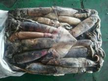 Neon flying squid/ommastrephes bartrami
