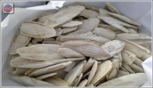 CUTTLEFISH BONE