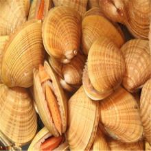 Wholesale  shellfish  with fresh ice products