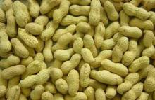 2013 peanut inshell 9-11