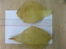 Oval fish maw