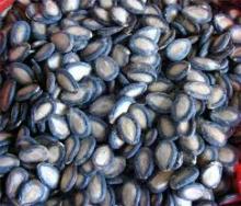 Black Watermelon Seed