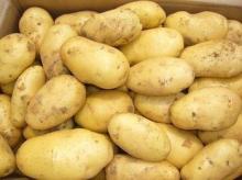 Top Quality Fresh Holland Potatoes, Fresh Tomatoes